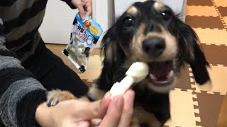 子犬のミニチュアダックスフンドは骨型ガムを何分で食べるのか