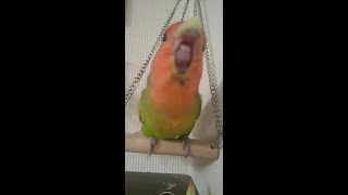 ＃Shorts #YouTubeショート『いつも面白いコザクラインコ♡キコ』Funny lovebird ♥