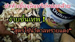 ทำหัวเชื้อจุลินทรีย์หน่อกล้วย สูตรใช้นำ้ตาลทรายแดง |เกษตรอินทรีย์ อินดี้ ep 7