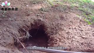 大叔野外发现“地洞”，将洞口打开后，里面爬出一只奇怪生物！