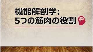 スポーツトレーナーの機能解剖学: 5つの筋肉の役割