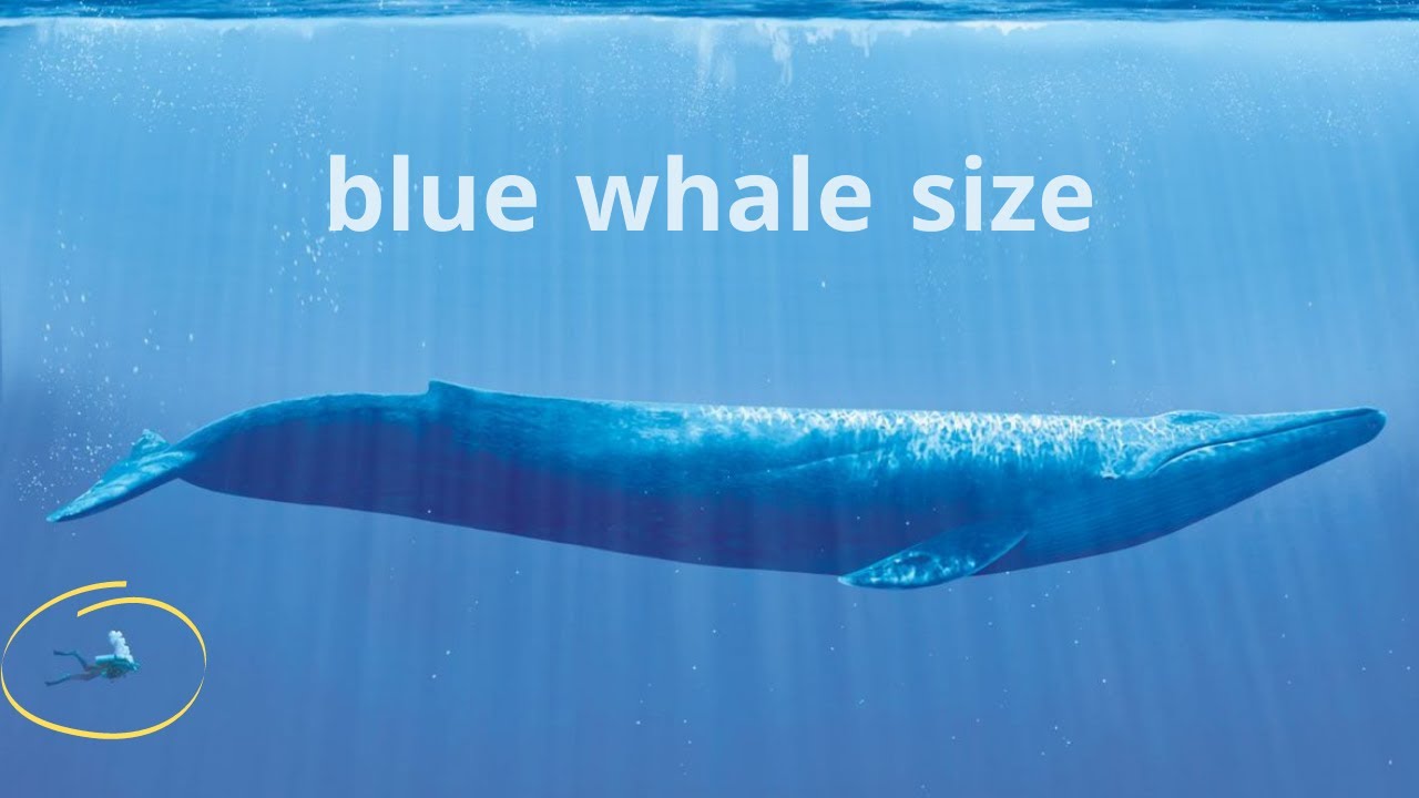 Blue Whale Size