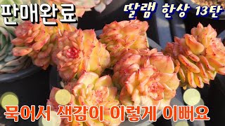 [1월19일]분채배송🟡딸램한상차림13탄~ 파릇파릇 건강미 넘치는 사랑가득 다육이들 #01048583904 #다육이 #다육식물 #특가다육 #多肉植物