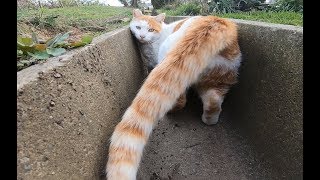 側溝にいた野良猫を見つけて撫で撫でしたみた