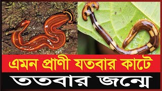 ছোট্ট কিন্তু অথচ শক্তিশালী প্রাণ, নাম তার হাতুড়ি কৃমি | Hammerhead worms | Today News