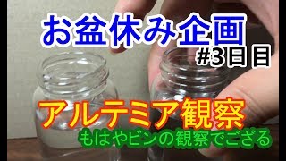 #3【お盆休み企画】ウラノのアルテミア観察3日目【JAGU丸】