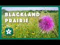 Blackland Prairie - Postcard From Texas