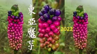 2022-6-12及2022-6-22兩探結果之東亞魔芋Amorphophallus kiusianus（天南星科）HK