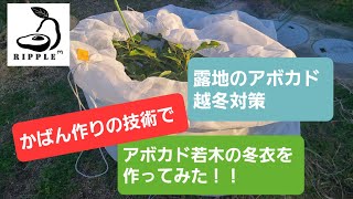 ⭐アボカド⭐かばん職人がアボカドの冬越しアイテムを自作！露地の若木の冬衣！対策！