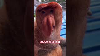 纳总祝大家新年快乐，让我们一起迎接2025年美好的未来吧！动物过春节仪式感满满  长隆长鼻猴 原创视频