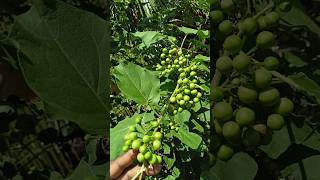 💥🫐😍 காய் விலை 1 kg எவ்வளவு இருக்கும் பாஸ் #agriculture #village #nature #health #food #shorts