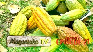 Cacao Farming (Episode 21)