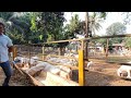 hira goat farm panvel second phase completed patira hansa breeding setup arrived.