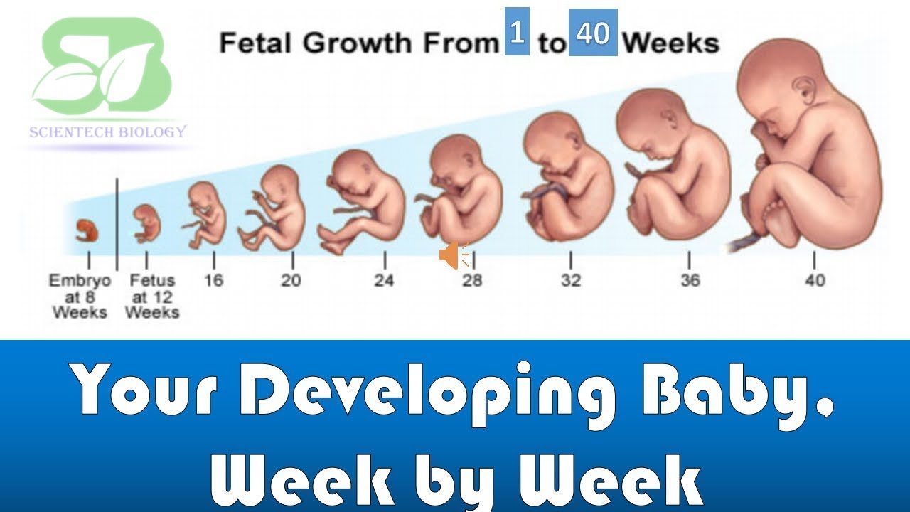 Pregnancy Week By Week I Foetus Development I Week By Week Pregnancy I ...