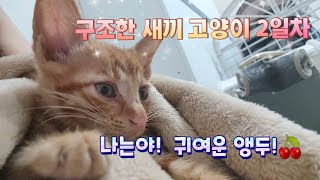 구조한 새끼 고양이 2일차! 비바람이 휘몰아치는 오늘 같은 날 구조하지 않았다면 우리 앵두의 생사는?