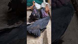 8 New Fancy Pigeons😍 Kabutar Status🕊 #shorts