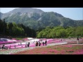 芝桜　秩父羊山公園　２０１５総集編