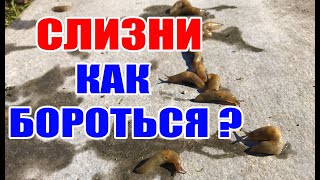 Борьба со слизнями на 100 % ! Слизни в теплице и огороде