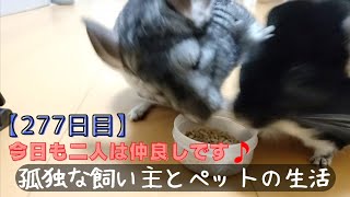 【277日目】２才のチンチラをお迎えしても懐いてくれるのか！？【今日も二人は仲良しです🎵】