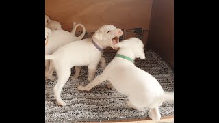 Sibling Rivalry: Angry Rajapalayam Puppy Faces Off With Sister!