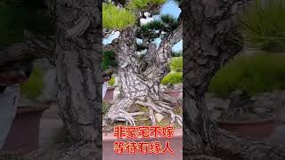 霸气侧漏, 百年老松, 龙鳞树皮, 花椰菜似的叶, 家有老松, 一生轻松