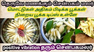 How to grow Shenbagam flower tree in tamil | shenbagam poo valarppu | michelia champaga | shenbagam