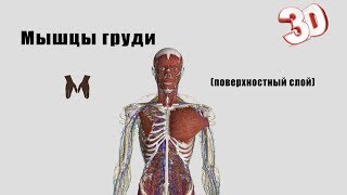 Мышцы груди (поверхностный слой) - детальный обзор 3D