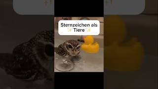 Sternzeichen als Tiere 13😂 #funny #horoskop #sternzeichen