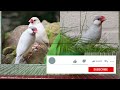 জাভা পাখির দাম। java bird javabirds