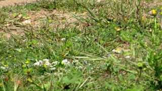 Northern Wheatear or Wheatear (Oenanthe oenanthe) - Cyprus