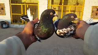 Rampuri Breeder Pair || Hashim Mahmood Pigeons