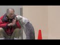 ラッコ　メイちゃんとキラちゃん　ポーズもしっかりと決めました【鳥羽水族館】sea otter mei chan kira chan toba aquarium