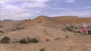 Camels in the Negev desert