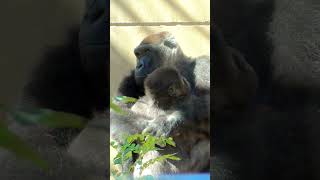 母ゴリラが優しく小さな息子キンタロウを抱きしめる♪【京都市動物園】 #Shorts