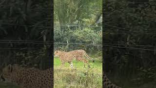 Cheetah　Fuji Safari Parkチーター 富士サファリパーク [Kashin Channel]