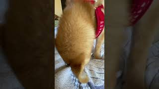 飼い主の股を掘って噛む柴犬 #柴犬 #子犬 #short #shorts