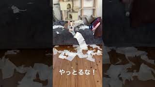 ボーダーコリーが静かな時はイタズラしてる説