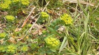 トウダイグサ　沢山池