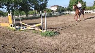 サンティーニ　障害調教風景