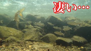 渓流に水中カメラしかけてみた