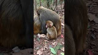 Poor Monkeys #Monkey #animals #Shorts #BeeLeeMonkeyFans 17