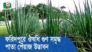 ফরিদপুরে ঔষধি গুণ সমৃদ্ধ পাতা পেঁয়াজ উদ্ভাবন | Onion Leaf | News Bangladesh