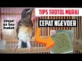 CARA MELATIH MURAI BATU TROTOL AGAR CEPAT MAKAN VOER