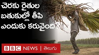 Andhra Pradesh - Sugarcane: ‘‘ఒకప్పుడు చెరకు పంటతో బాగుపడ్డాం, ఇప్పుడు అప్పుల పాలైపోతున్నాం’’ | BBC