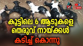 ദേശമംഗലം :: കൂട്ടിൽ കയറി  6 ആടുകളെ തെരുവ് നായ്ക്കൾ കടിച്ച് കൊന്നു.