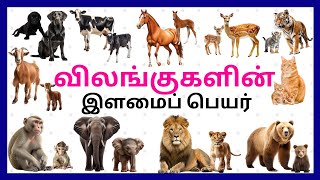 விலங்குகளின் இளமைப் பெயர் | Easy learn animals and their babies name for kids | Adipadai tamil