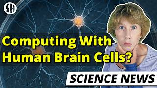 Crazy: Scientists Compute With Human Brain Cells