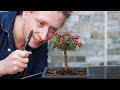 dealing with problem bonsai trees cotoneaster🌳