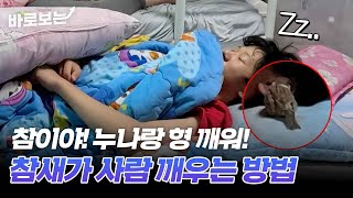 4남매 가정에 참새 한 마리가 들어오면 벌어지는 일｜#바로보는특종세상
