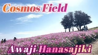 Cosmos AwajiHanasajiki 2022 | 圧巻のコスモス畑🌸